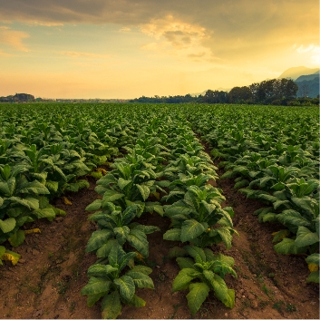 Tobacco